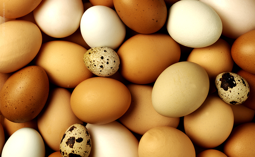 The “Eggcellent” Egg